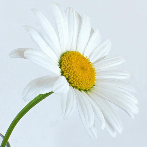 oneflower2